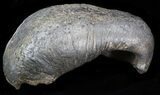 Fossil Whale Ear Bone - Miocene #40317-1